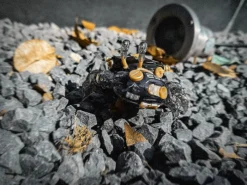 AQUACULTURE TANK 007 Fiddler Crab (Gold Black) -Kotobukiye Shop eedceb25f3b440ca84c1aac08619ab98.jpg